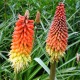 Книфофия (Kniphofia uvaria Flamenco)